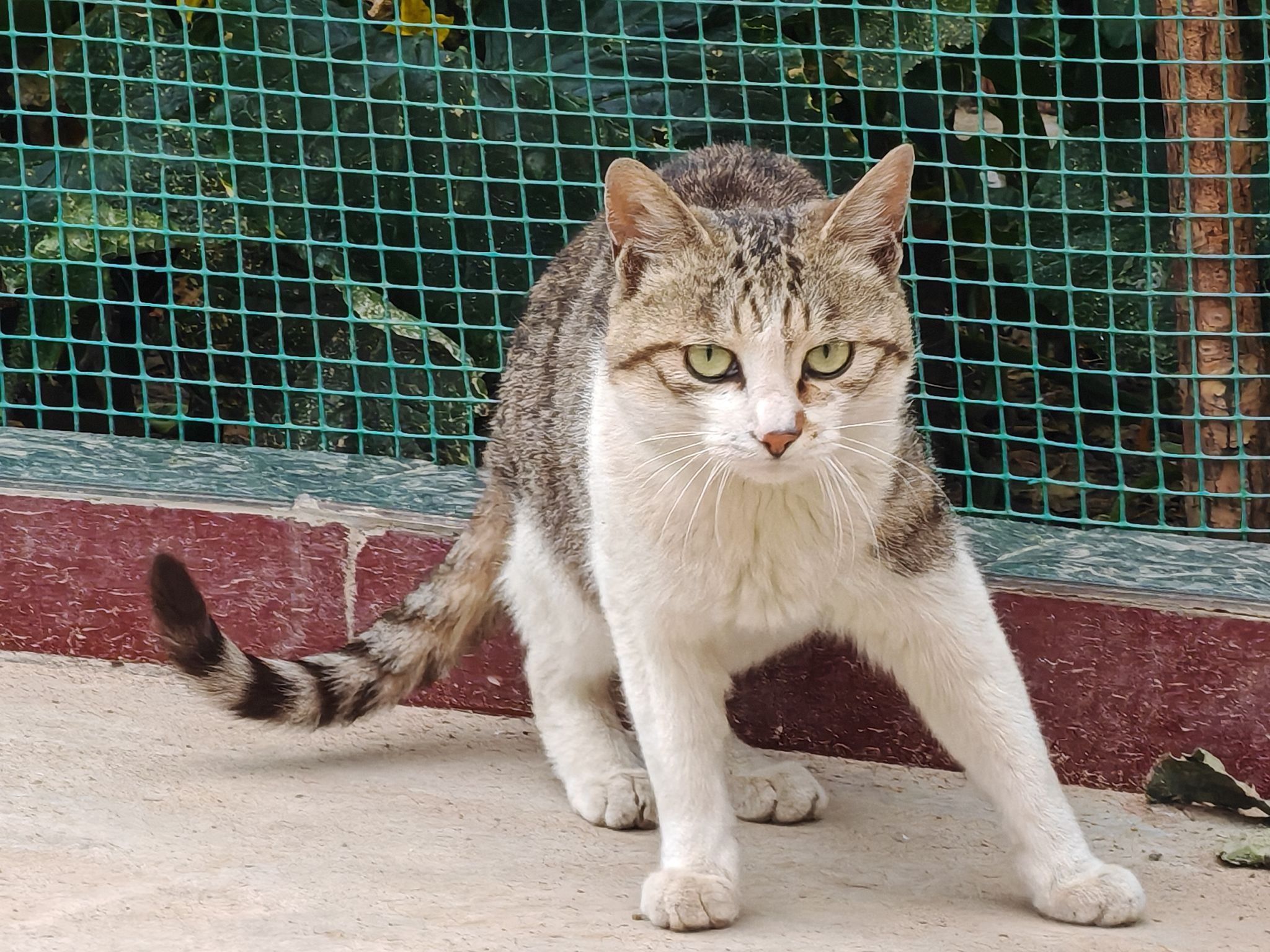 探索猫咪的世界，最新猫咪站点分享温馨生活